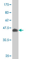 Western blot against tagged recombinant protein immunogen using ab54625 CREM antibody at 1ug/ml. 