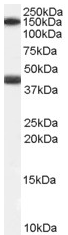 Anti-GALR1 antibody (ab59025) at 0.1 µg/ml + Human Heart lysate (35µg protein in RIPA buffer)