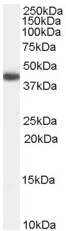 Anti-GALR2 antibody (ab59029) at 0.3 µg/ml + Human Heart lysate (35µg protein in RIPA buffer)