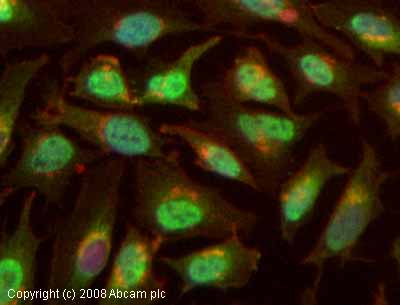 ICC/IF image of ab11321 stained HeLa cells. The cells were 4% PFA fixed (10 min) and then incubated in 1% BSA / 10% normal goat serum / 0.3M glycine in 0.1% PBS-Tween for 1h to permeabilise the cells and block non-specific protein-protein interactions. The cells were then incubated with the antibody (ab11321, 5 µg/ml) overnight at +4°C. The secondary antibody (green) was Alexa Fluor® 488 goat anti-rabbit IgG (H+L) used at a 1/1000 dilution for 1h. Alexa Fluor® 594 WGA was used to label plasma membranes (red) at a 1/200 dilution for 1h. DAPI was used to stain the cell nuclei (blue). This antibody also gave a positive IF result in Hek293, HepG2 and MCF7 cells.