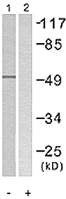 All lanes : Anti-gamma Tubulin antibody (ab58449) at 1/500 dilutionLane 1 : mouse brain extractLane 2 : mouse brain extract with blocking peptide