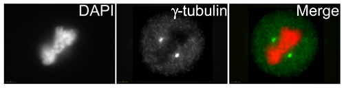 HeLa cells were incubated overnight with ab11319 (1/200).  ab11319 clearly stains the centrosome (green). The cells were counterstained with DAPI and the nucleus is shown in red.