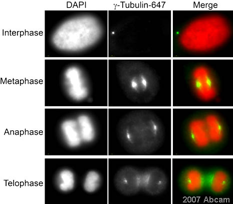 ab27076 detecting gamma tubulin in assynchronous HeLa cells (green). Cells were fixed in methanol and counterstained with DAPI (red). Please refer to abreview for further information.See Abreview