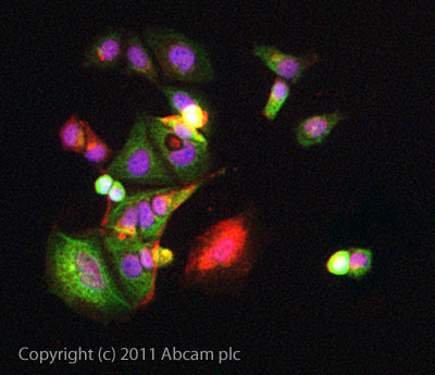 ICC/IF image of ab60129 stained MCF7 cells. The cells were 4% formaldehyde fixed (10 min) and then incubated in 1%BSA / 10% normal goat serum / 0.3M glycine in 0.1% PBS-Tween for 1h to permeabilise the cells and block non-specific protein-protein interactions. The cells were then incubated with the antibody (ab60129, 5µg/ml) overnight at +4°C. The secondary antibody (green) was ab96899, DyLight® 488 goat anti-rabbit IgG (H+L) used at a 1/250 dilution for 1h. Alexa Fluor® 594 WGA was used to label plasma membranes (red) at a 1/200 dilution for 1h. DAPI was used to stain the cell nuclei (blue) at a concentration of 1.43µM.