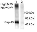 All lanes : Anti-GAP43 (phospho S41) antibody (ab32588) at 1/1000 dilutionLane 1 : Rat brain lysateLane 2 : Rat brain lysate with Ser41 phosphopeptideLysates/proteins at 10 µg per lane.Observed band size : 50 kDa (why is the actual band size different from the predicted?)