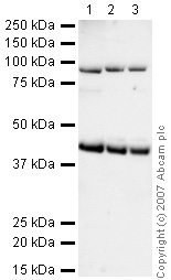 All lanes : Anti-GAP43 antibody - Neuronal Marker (ab16053) at 1 µg/mlLane 1 : spinal cord chung rat 1Lane 2 : spinal cord chung rat 2Lane 3 : spinal cord chung rat 3Lysates/proteins at 20 µg per lane.SecondaryDako Goat polyclonal to Rabbit IgG (HRP) at 1/2000 dilutionPerformed under reducing conditions.