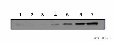 All lanes : Anti-GAPDH antibody [6C5] (ab8245) at 1/20000 dilutionLane 1 : Rabbit aorta, whole tissue lysate at 10 µgLane 2 : BlankLane 3 : Mouse aorta, whole tissue lysate at 5 µgLane 4 : Mouse aorta, whole tissue lysate at 7.5 µgLane 5 : Mouse aorta, whole tissue lysate at 10 µgLane 6 : Mouse aorta, whole tissue lysate at 12.5 µgLane 7 : Mouse aorta, whole tissue lysate at 15 µgSecondaryHRP conjugated sheep anti-mouse antibody at 1/10000 dilutiondeveloped using the ECL techniquePerformed under reducing conditions.