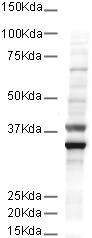 Anti-GAPDH antibody [mAbcam 9484] - Loading Control (ab9484) at 0.5 µg/ml + HeLa cell lysateSecondaryGoat Anti-Mouse IgG H&L (HRP) (ab6789) at 1/5000 dilutiondeveloped using the ECL techniquePerformed under non-reducing conditions.