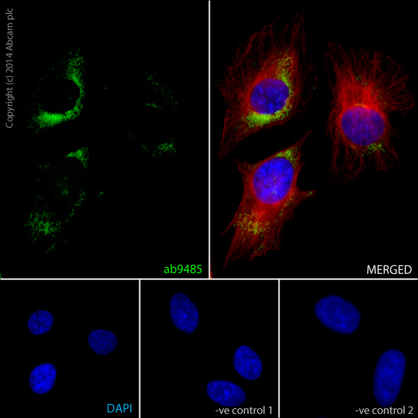 ab9485 staining GAPDH in HeLa cells. The cells were fixed with 100% methanol (5min) and then blocked in 1% BSA/10% normal goat serum/0.3M glycine in 0.1%PBS-Tween for 1h. The cells were then incubated with ab9485 at 5μg/ml and ab7291 at 1µg/ml overnight at +4°C, followed by a further incubation at room temperature for 1h with an AlexaFluor®488 Goat anti-Rabbit secondary (ab150081) at 2 μg/ml (shown in green) and AlexaFluor®594 Goat anti-Mouse secondary (ab150120) at 2 μg/ml (shown in pseudo color red). Nuclear DNA was labelled in blue with DAPI.Negative controls: 1– Rabbit primary antibody and anti-mouse secondary antibody; 2 – Mouse primary antibody and anti-rabbit secondary antibody. Controls 1 and 2 indicate that there is no unspecific reaction between primary and secondary antibodies used.