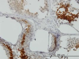 GAPDHS antibody (ab57062) used in immunohistochemistry at 5ug/ml on formalin fixed and paraffin embedded human testis.