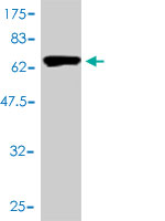 Western blot against tagged recombinant protein immunogen using ab57062 GAPDHS antibody at 1ug/ml.