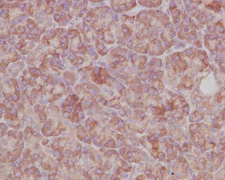 Immunohistochemical analysis of paraffin-embedded Human pancreas tissue labeling GAS8 with ab182580 at 1/100 dilution followed by prediluted HRP Polymer for Rabbit IgG. Counter stained with Hematoxylin.