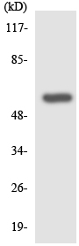 Anti-Gastric Inhibitory Polypeptide Receptor antibody (ab136266) at 1/500 dilution + HT29 cell lysate at 30 µg