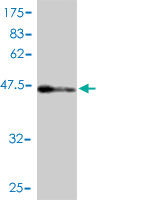 Western blot against tagged recombinant protein immunogen using ab57623 Gastrokine 1 antibody at 1ug/ml.
