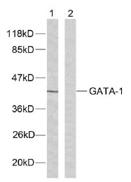 All lanes : Anti-GATA1 antibody (ab28839) (1/500-1/1000 dilution)Lane 1 : extracts from K562 cells (5-30ug).Lane 2 : extracts from K562 cells (5-30ug).