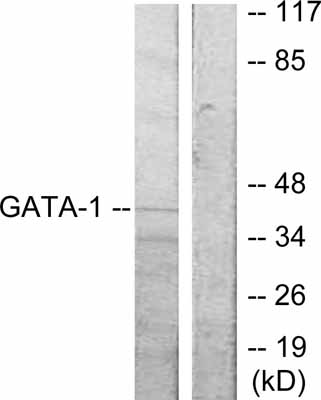 All lanes : Anti-GATA1 antibody (ab47490) at 1/500 dilutionLane 1 : extracts from COS7 cells, untreatedLane 2 : extracts from COS7 cells with synthesized peptide at 1 µg/mlLysates/proteins at 30 µg per lane.SecondaryAlkaline Phosphatase AffiniPure Goat Anti-Rabbit IgG (H+L)