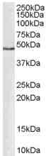 Anti-GATA1 antibody (ab40847) at 0.3 µg/ml + Human PBMC lysate (35µg protein in RIPA buffer).