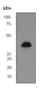 Anti-GATA1 antibody [EP2819Y] (ab76121) at 1/2000 dilution + K562 cell lysate at 10 µgSecondaryHRP labelled goat anti-rabbit at 1/1000 dilution