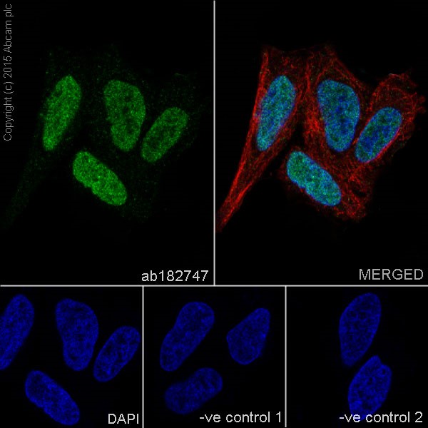 Immunofluorescent analysis of 4% paraformaldehyde-fixed, 0.1% Triton X-100 permeabilized HeLa (Human epithelial cells from cervix adenocarcinoma) cells labeling GATA2 + GATA3 with ab182747 at 1/1000 dilution, followed by Goat anti-rabbit IgG (Alexa Fluor® 488) (ab150077) secondary antibody at 1/500 dilution (green).Confocal image showing nuclear and weakly cytoplasmic staining on HeLa cells. The nuclear counterstain is DAPI (blue).Tubulin is detected with ab7291 (anti-Tubulin mouse mAb) at 1/1000 dilution and ab150120 (AlexaFluor®594 Goat anti-Mouse secondary) at 1/500 dilution (red).The negative controls are as follows:--ve control 1: ab182747 at 1/1000 dilution followed by ab150120 (AlexaFluor®594 Goat anti-Mouse secondary) at 1/500 dilution.-ve control 2: ab7291 (anti-Tubulin mouse mAb) at 1/1000 dilution followed by ab150077 (Alexa Fluor®488 Goat Anti-Rabbit IgG H&L) at 1/500 dilution.