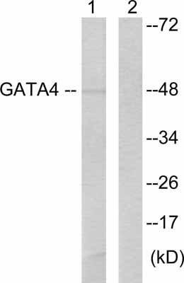 All lanes : Anti-GATA4 antibody (ab61767) at 1/500 dilutionLane 1 : HeLa cell extracts with no immunising peptideLane 2 : HeLa cell extracts with immunising peptide at 5 µgLysates/proteins at 5 µg per lane.