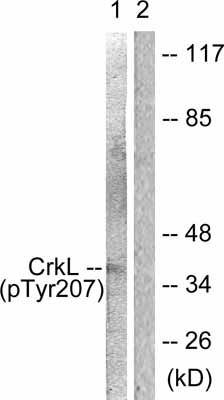 All lanes : Anti-CrkL (phospho Y207) antibody (ab51225) at 1/300 dilutionLane 1 : Extracts of cos7 cells.Lane 2 : Extracts of cos7 cells treated with phosphopeptide.