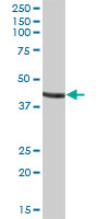 Anti-GATM antibody (ab67713) at 1/500 dilution + human liver at 25 µgSecondaryGoat Anti-Mouse IgG (H&L)-HRP Conjugate at 1/2500 dilution