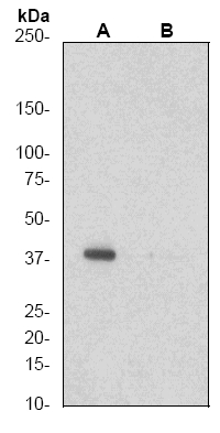 All lanes : Anti-CrkL (phospho Y207) antibody [EP270Y] (ab52908) at 1/50000 dilutionLane 1 : (A) K562 cell lysates untreatedLane 2 : (B) K562 cell lysates treated with APLysates/proteins at 10 µg per lane.