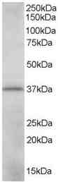 Anti-CrkL antibody (ab1302) at 0.01 µg/ml + K562 lysate (35µg protein in RIPA buffer).