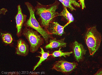 ICC/IF image of ab101267 stained HeLa cells. The cells were 100% methanol fixed (5 min) and then incubated in 1%BSA / 10% normal goat serum / 0.3M glycine in 0.1% PBS-Tween for 1h to permeabilise the cells and block non-specific protein-protein interactions. The cells were then incubated with the antibody (ab101267, 1µg/ml) overnight at +4°C. The secondary antibody (green) was ab96899, DyLight® 488 goat anti-rabbit IgG (H+L) used at a 1/250 dilution for 1h. Alexa Fluor® 594 WGA was used to label plasma membranes (red) at a 1/200 dilution for 1h. DAPI was used to stain the cell nuclei (blue) at a concentration of 1.43µM.