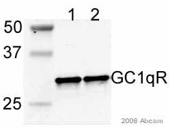 Lane 1 :  Mw standardsLanes 2 - 3 :  Anti-GC1q R antibody [60.11] (ab24733) at 1/2000 dilutionLane 1 : As aboveLane 2 : 293T whole cell lysate at 20 µgLane 3 : Hela whole cell lysate at 20 µgSecondaryLanes 2 - 3 : Alexa Fluor® 680 conjugated goat anti-mousedeveloped using the ECL techniquePerformed under reducing conditions.