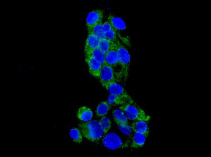 Immunofluorescence analysis of HepG2 cells, staining GCAT (green) with ab181094 at 1/100 dilution. An Alexa Fluor®488-conjugated goat anti-rabbit IgG was used as the secondary antibody at 1/200 dilution. Nuclei were counterstained with DAPI (blue).