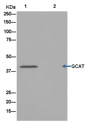 Western blot analysis on immunoprecipitation pellet from HepG2 cell lysate (lane 1) or negative control (lane 2), labeling GCAT immunoprecipitated using ab181094 at 1/40 dilution and HRP-conjugated anti-rabbit IgG preferentially detecting the non-reduced form of rabbit IgG.