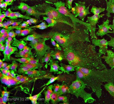 ICC/IF image of ab56373 stained HepG2 cells. The cells were 4% formaldehyde fixed (10 min) and then incubated in 1%BSA / 10% normal goat serum / 0.3M glycine in 0.1% PBS-Tween for 1h to permeabilise the cells and block non-specific protein-protein interactions. The cells were then incubated with the antibody (ab56373, 5µg/ml) overnight at +4°C. The secondary antibody (green) was ab96879, DyLight® 488 goat anti-mouse IgG (H+L) used at a 1/250 dilution for 1h. Alexa Fluor® 594 WGA was used to label plasma membranes (red) at a 1/200 dilution for 1h. DAPI was used to stain the cell nuclei (blue) at a concentration of 1.43µM.