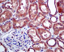 Immunohistochemical analysis of paraffin-embedded Human kidney tissue labelling GCN2 with ab134053 at 1/100 dilution.