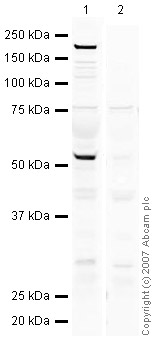 All lanes : Anti-GCNF antibody (ab38816) at 1/250 dilutionLane 1 : Testis (Human) Tissue Lysate - adult normal tissue (ab30257)Lane 2 : Testis (Human) Tissue Lysate - adult normal tissue (ab30257) with Human GCNF peptide (ab38815) at 1 µg/mlLysates/proteins at 20 µg per lane.SecondaryIRDye 680 Conjugated Goat Anti-Rabbit IgG (H+L) at 1/10000 dilutionPerformed under reducing conditions.