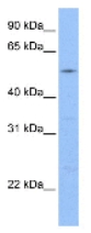 Anti-GCOM1 antibody (ab74771) at 1 µg/ml + 721_B cell lysate at 10 µgSecondaryHRP conjugated anti-Rabbit IgG at 1/50000 dilution