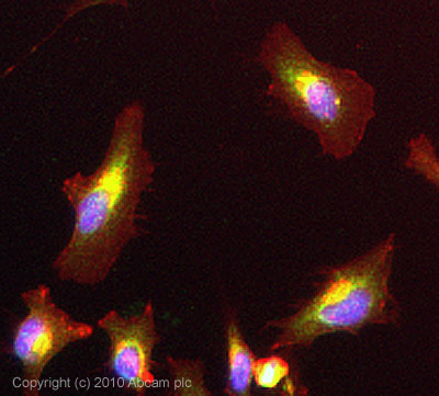 ICC/IF image of ab82569 stained HeLa cells. The cells were 100% Methanol fixed (5 min) and then incubated in 1%BSA / 10% normal Goat serum / 0.3M glycine in 0.1% PBS-Tween for 1h to permeabilise the cells and block non-specific protein-protein interactions. The cells were then incubated with the antibody (ab82569, 5µg/ml) overnight at +4°C. The secondary antibody (green) was Alexa Fluor® 488 Goat anti-Rabbit IgG (H+L) used at a 1/1000 dilution for 1h. Alexa Fluor® 594 WGA was used to label plasma membranes (red) at a 1/200 dilution for 1h. DAPI was used to stain the cell nuclei (blue) at a concentration of 1.43µM.