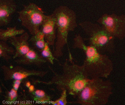 ICC/IF image of ab38547 stained HepG2 cells. The cells were 4% PFA fixed (10mins) and then incubated in 1%BSA / 10% normal goat serum / 0.3M glycine in 0.1% PBS-Tween for 1h to permeabilise the cells and block non-specific protein-protein interactions. The cells were then incubated with the antibody (ab38547, 5µg/ml) overnight at +4°C. The secondary antibody (green) was ab96899 Dylight 488 goat anti-rabbit IgG (H+L) used at a 1/250 dilution for 1h. Alexa Fluor® 594 WGA was used to label plasma membranes (red) at a 1/200 dilution for 1h. DAPI was used to stain the cell nuclei (blue) at a concentration of 1.43µM.