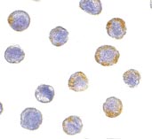 ab8027 at 5µg/ml staining GDNF Receptor alpha2 in Hela cells by ICC/IF.