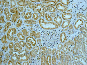 Immunohistochemical analysis of paraffin-embedded Human kidney tissue labeling Gemin 3 with ab166913 at 1/100 dilution.