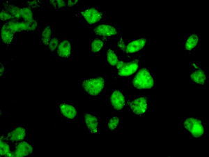 Immunofluorescent analysis of 293T cells labeling Gemin 3 with ab166913 at 1/100 dilution.