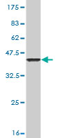 Western blot against tagged recombinant protein immunogen using ab57727 Gemin 6 antibody at 1ug/ml.