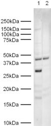 All lanes : Anti-Geminin antibody (ab12147) at 1/500 dilutionLane 1 : 293 lysateLane 2 : 293 lysate with Human Geminin peptide (ab12408) at 1 µg/mlLysates/proteins at 5 µg/ml per lane.developed using the ECL techniquePerformed under reducing conditions.