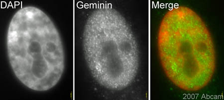 ab12147 (1/400) staining geminin in assynchronous HeLa cells. Cells were fixed in paraformaldehyde and counterstained with DAPI in order to highlight the nucleus. Secondary antibody: goat anti-rabbit IgG conjugated to Cy3. Please refer to abreview for further details.See Abreview