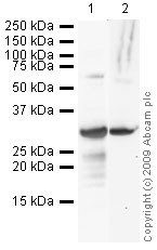 Lane 1 :  Anti-Geminin antibody (ab12147) at 1 µg/mlLane 2 :  Anti-6X His tag® antibody - ChIP Grade (ab9108) at 1 µg/mlLane 1 : Human Geminin full length protein (ab40570)Lane 2 : Human Geminin full length protein (ab40570)Lysates/proteins at 0.1 µg per lane.SecondaryGoat polyclonal to Rabbit IgG - H&L - Pre-Adsorbed (HRP) at 1/3000 dilutionPerformed under reducing conditions.