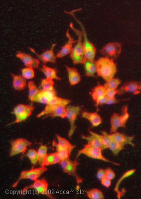ICC/IF image of ab36199 stained PC12 cells. The cells were 4% formaldehyde fixed (10 min) and then incubated in 1%BSA / 10% normal goat serum / 0.3M glycine in 0.1% PBS-Tween for 1h to permeabilise the cells and block non-specific protein-protein interactions. The cells were then incubated with the antibody (ab36199, 1/1000 dilution) overnight at +4°C. The secondary antibody (green) was Alexa Fluor® 488 goat anti-rabbit IgG (H+L) used at a 1/1000 dilution for 1h. Alexa Fluor® 594 WGA was used to label plasma membranes (red) at a 1/200 dilution for 1h. DAPI was used to stain the cell nuclei (blue) at a concentration of 1.43µM.