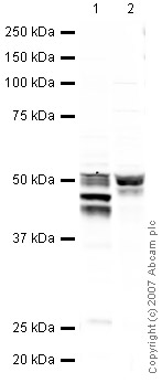 All lanes : Anti-GFAP antibody - Astrocyte Marker (ab48050) at 1 µg/mlLane 1 : Brain (Human) Tissue Lysate - adult normal tissue (ab29466)Lane 2 : Brain (Rat) Rat Tissue LysateLysates/proteins at 10 µg per lane.SecondaryIRDye 680 Conjugated Goat Anti-Rabbit IgG (H+L) at 1/10000 dilutionPerformed under reducing conditions.