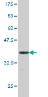 Western blot against tagged recombinant protein immunogen using ab55108 GFI1 antibody at 1ug/ml. 