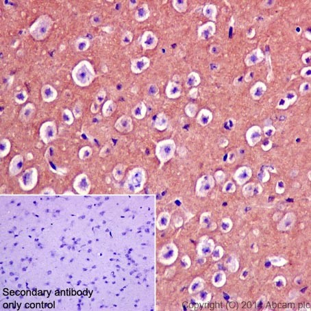 Immunohistochemical analysis of paraffin-embedded Mouse cerebral cortex tissue labeling CRMP1 with ab199722 at 1/8000 dilution, followed by Goat Anti-Rabbit IgG H&L (HRP) (ab97051) at 1/500 dilution. Cytoplasm staining on mouse cerebral cortex is observed. Counter stained with Hematoxylin.Secondary antibody only control: Used PBS instead of primary antibody, secondary antibody is Goat Anti-Rabbit IgG H&L (HRP) (ab97051) at 1/500 dilution.