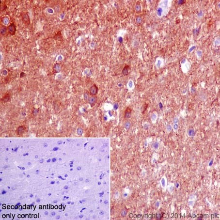 Immunohistochemical analysis of paraffin-embedded Rat cerebral cortex tissue labeling CRMP1 with ab199722 at 1/8000 dilution, followed by Goat Anti-Rabbit IgG H&L (HRP) (ab97051) at 1/500 dilution. Cytoplasm staining on rat cerebral cortex is observed. Counter stained with Hematoxylin.Secondary antibody only control: Used PBS instead of primary antibody, secondary antibody is Goat Anti-Rabbit IgG H&L (HRP) (ab97051) at 1/500 dilution.
